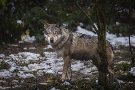 L UE Vuole Allentare La Protezione Del Lupo