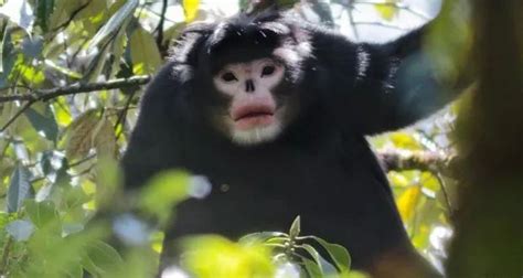 sneezing monkey roddlyterrifying