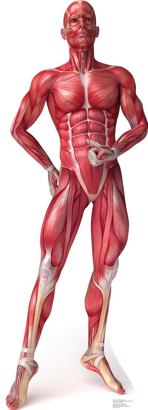 Anatomía muscular/ muscular anatomy