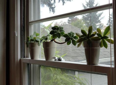 danger garden: Winterizing