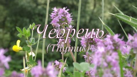 Чебрець | Plants, Garden