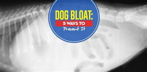 Does Adding Water To Dog Food Prevent Bloat