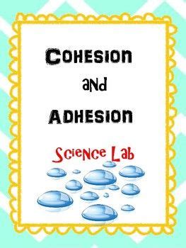 Cohesion and Adhesion | Lab activities, Adhesive, Science activities