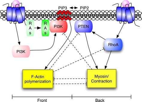 Proposed Pathway For Neutrophil Chemotaxis Chemoattractant Bound G