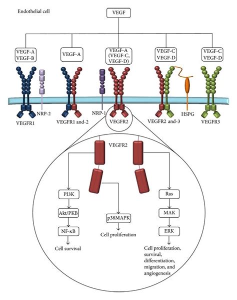 vegf receptor binding   mammalian vascular endothelial growth