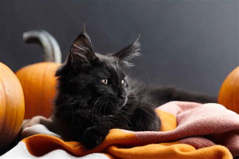 Blog - Cat Clinic at Cherry Hill