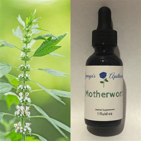 Motherwort Tincture - Yemaya's Apothecary