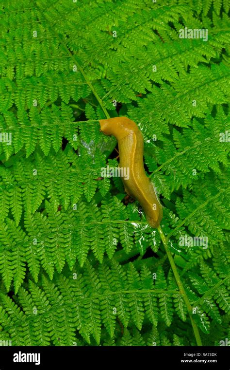 A Banana Slug Crawls Along A Fern In Redwood National Park California