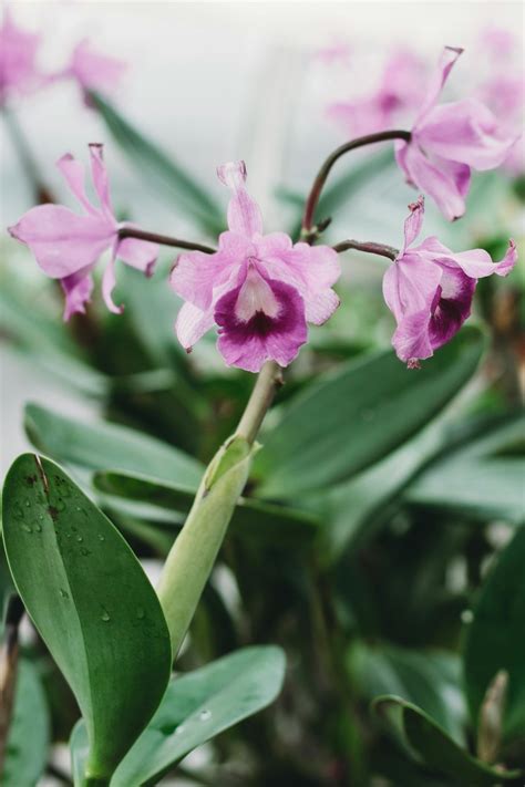 Лучшие фото (400 000+) по запросу «Дикие Орхидеи» · Скачивайте ...