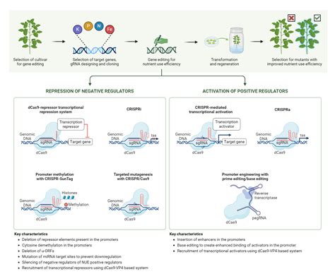 Gene Editing Strategies for Improving Nutrient Use Efficiency in Crops ...