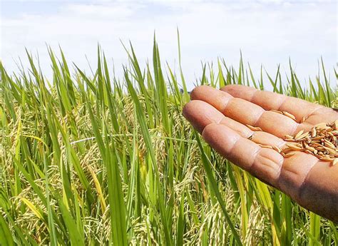 Arroz Pré Germinado O Que é Isso E Qual A Sua Principal Vantagem