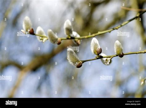 Pussy Willow Goat Willow Great Sallow Salix Caprea Branch With
