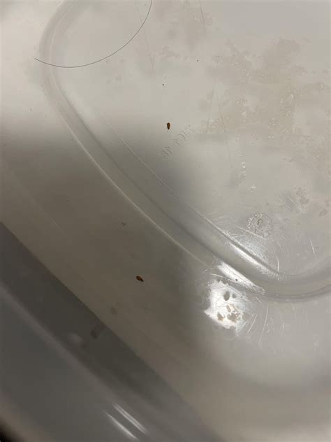 Bed Bug Nymphs or other crawlies? : r/Bedbugs