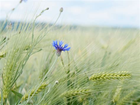 wheat flower 3