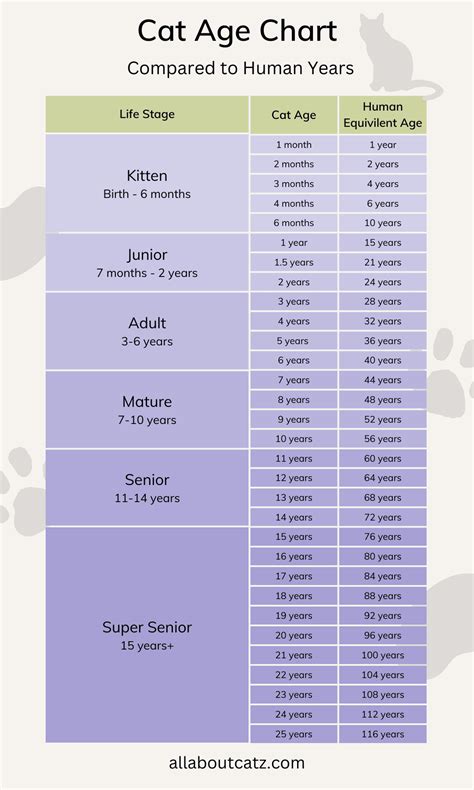 Cat Age Chart (in Human Years)