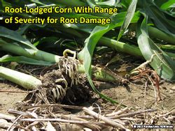 Damage To Corn Plants By Strong Winds Corny News Network Purdue