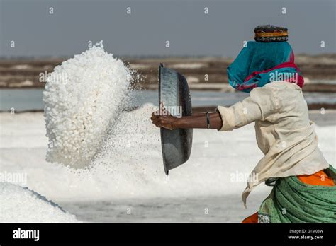 Female Salt Worker With Basket Salt Marsh Little Raan Of Kutch Stock