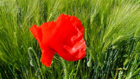 Kostenlose foto Natur Gras blühen Wiese Prärie Blume