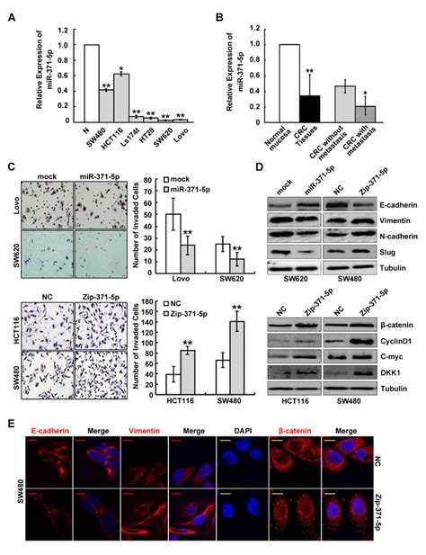 The Sox17mir 371 5psox2 Axis Inhibits Emt Stem Cell Properties And