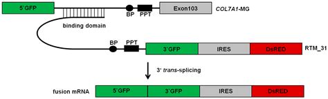 Ijms Free Full Text Trans Splicing Improvement By The Combined