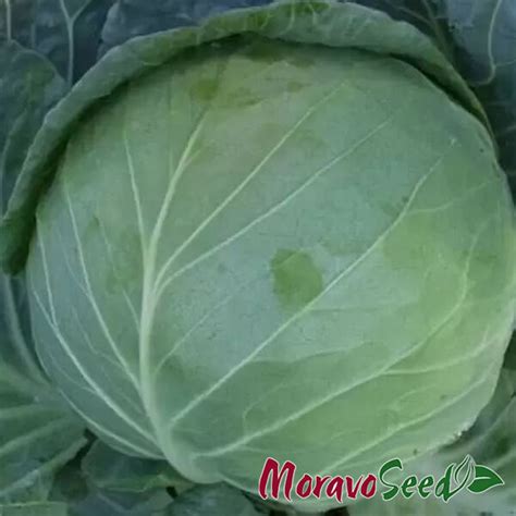 Капуста Альбатрос F1, Moravoseed