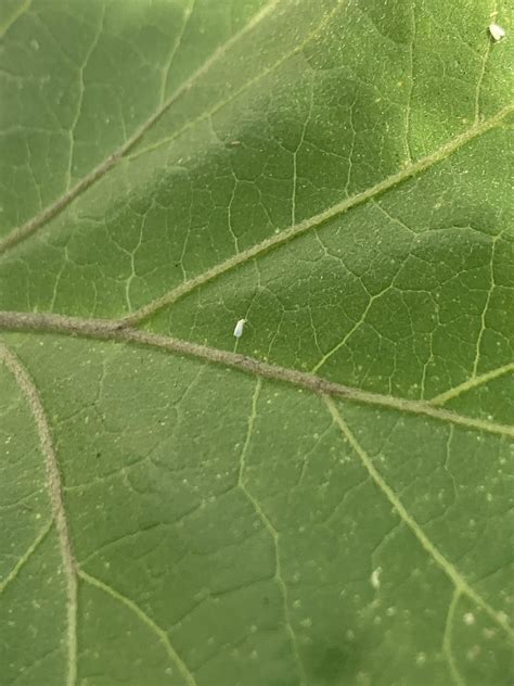 What are these tiny white bugs infesting my eggplant? : r/plantclinic