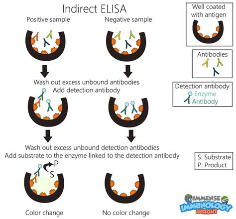 Immense Immunology Insight — Indirect Elisa Is Used For Detection Of A