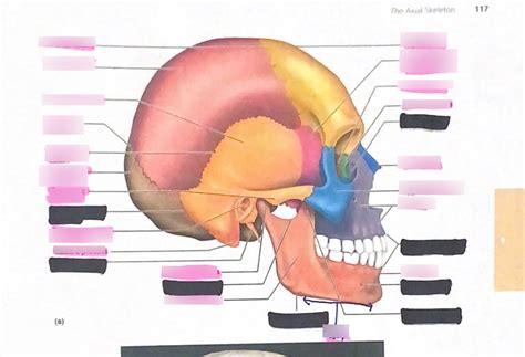 Skull Diagram Pt 3 And Sutures Diagram Quizlet