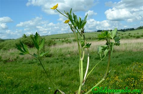 Растения Пензенской области: Лютик ползучий