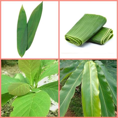 Jual Daun Bambu Daun Pisang Daun Jati Daun Kecombrang Bungkus