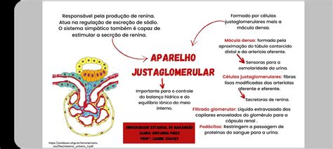Aparelho Justaglomerular - Histologia Do Aparelho Justaglomerular Sistema Renal Histologia