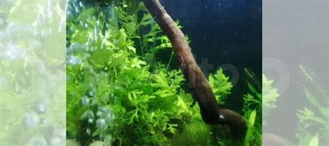 Папоротник крыловидный купить в Москве | Животные и зоотовары | Авито