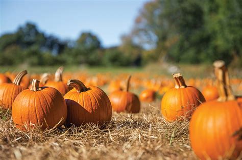 Fall Festival & Pumpkin Patch At Southernhill Farms! - Orlando Style ...