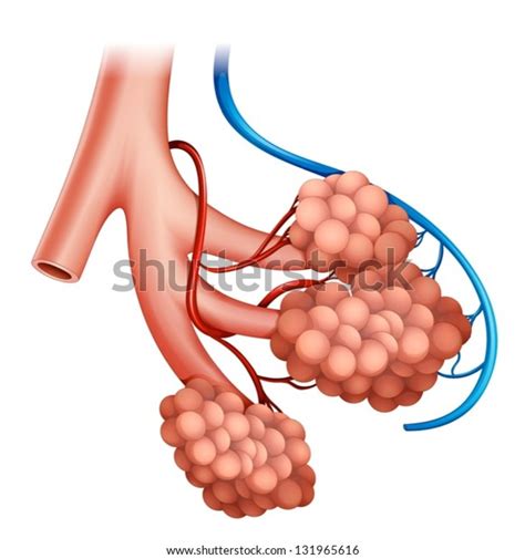 Vectores De Lungs Mucous Glands Vectores Im Genes Y Arte