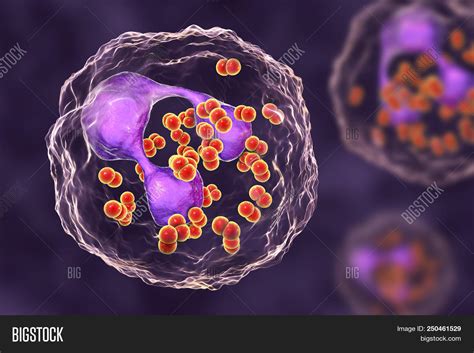 Neisseria Gonorrhoeae Microscope