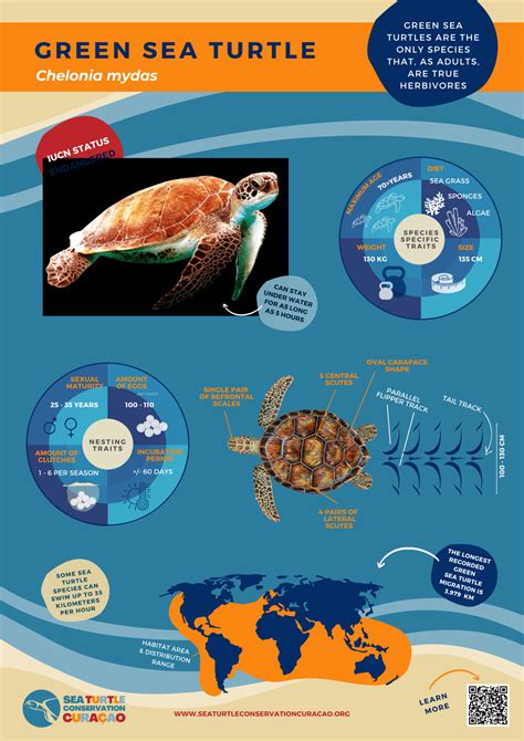 Sea Turtle Knowledge Sea Turtle Conservation Curaçao