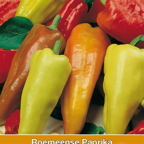 Roemeense Paprika Capsicum Annuum Amy Zaden