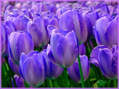 Purple Tulips Flowers