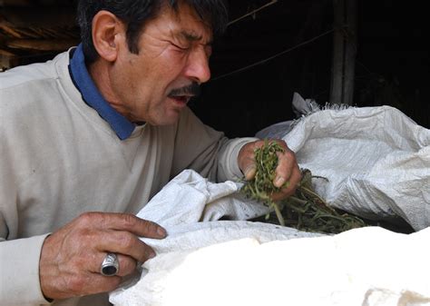 Au Kirghizstan Un Tabac à Chiquer Qui Empoisonne Léconomie Et La Santé