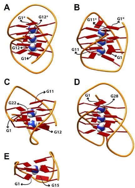 Structures And Inner Ammonium Ion Binding Sites Of The G Quadruplexes