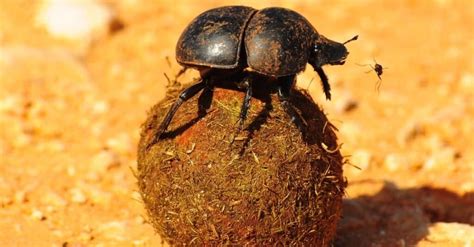 What Do Dung Beetles Eat Imp World