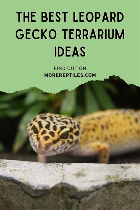 Leopard Gecko Terrarium Ideas | Leopard gecko, Gecko terrarium, Leopard ...