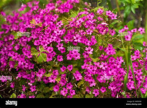 Pink Garden Rose Illustration Hi Res Stock Photography And Images Alamy