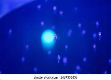 Naked Sea Butterfly Sea Angel Stock Photo Shutterstock