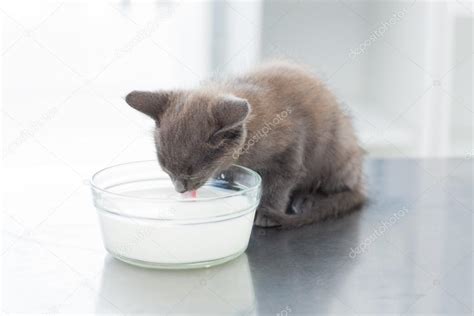 Kitten drinking milk from bowl — Stock Photo © Wavebreakmedia #42929077