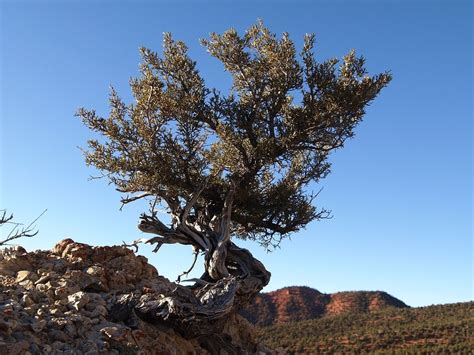 Mountain Mahogany Info Tips On Caring For Mountain Mahogany Shrubs