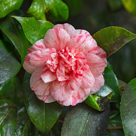 Buy Camellia japonica 'William Bartlett' at jparkers.co.uk