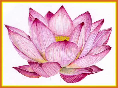 Lotus Flower Pencil Sketch at PaintingValley.com | Explore collection ...