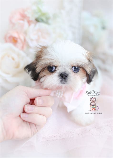 Golden Shih Tzu Puppies Miami | Teacup Puppies & Boutique