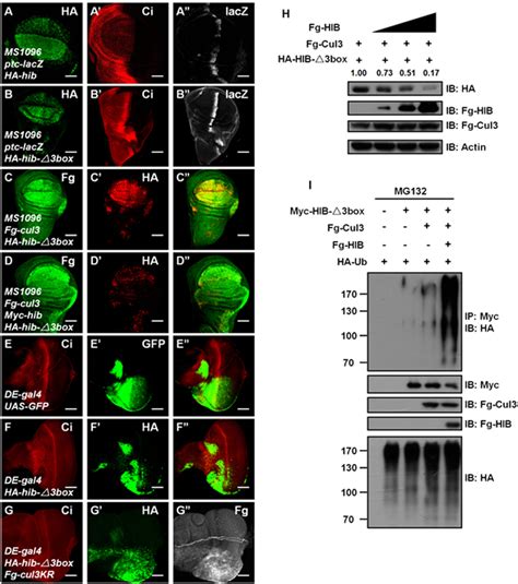hib  degraded      wing disc expressing ha hib